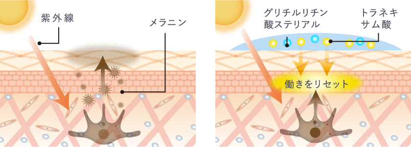 紫外線 メラニン グリチルリチン酸ステリアル トラネキサム酸